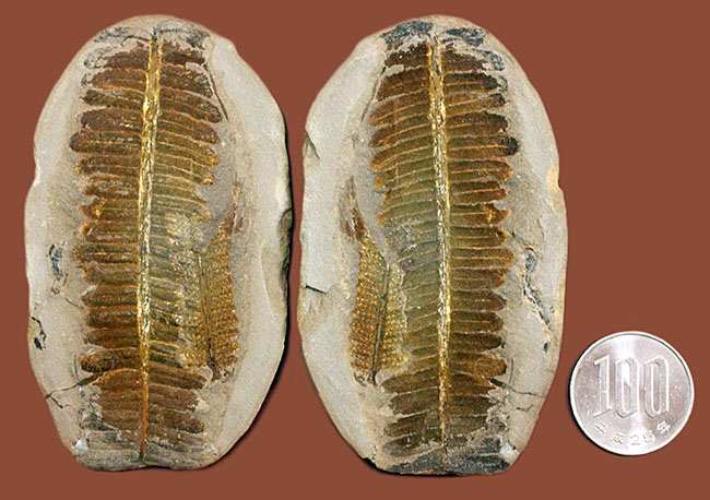 葉の形が見事！石炭紀後期の植物、ペコプテリスのネガポジ化石（Pecopteris miltoni）（その14）