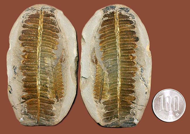 葉の形が見事!石炭紀後期の植物、ペコプテリスのネガポジ化石(Pecopteris miltoni)(その14)