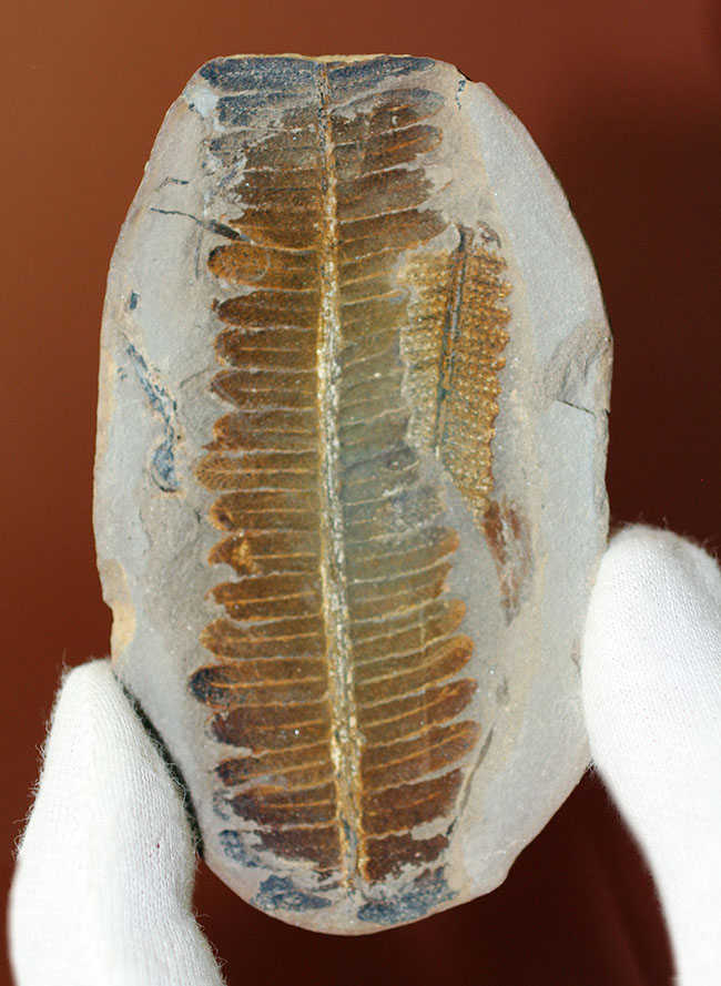 葉の形が見事！石炭紀後期の植物、ペコプテリスのネガポジ化石（Pecopteris miltoni）（その2）