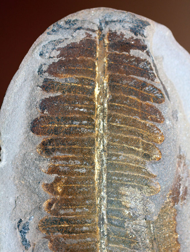 葉の形が見事！石炭紀後期の植物、ペコプテリスのネガポジ化石（Pecopteris miltoni）（その3）