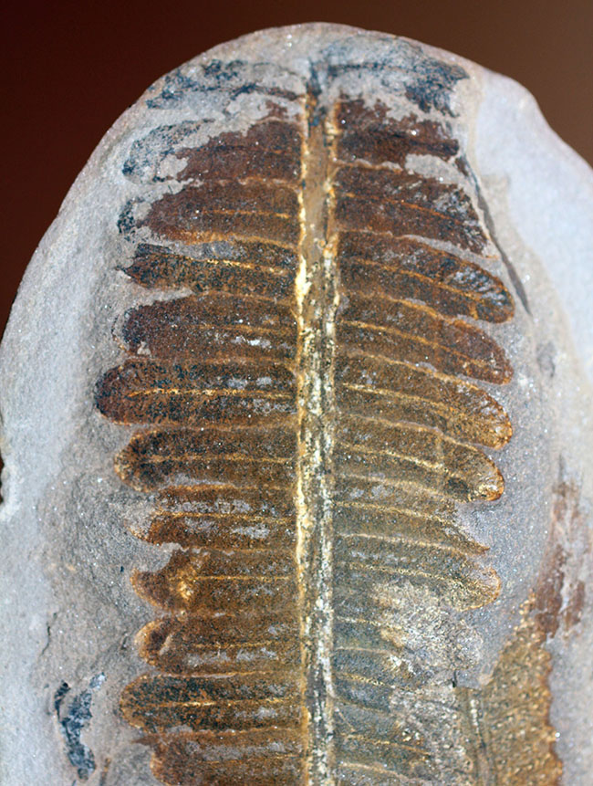 葉の形が見事!石炭紀後期の植物、ペコプテリスのネガポジ化石(Pecopteris miltoni)(その3)
