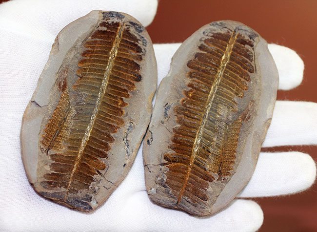 葉の形が見事!石炭紀後期の植物、ペコプテリスのネガポジ化石(Pecopteris miltoni)(その4)