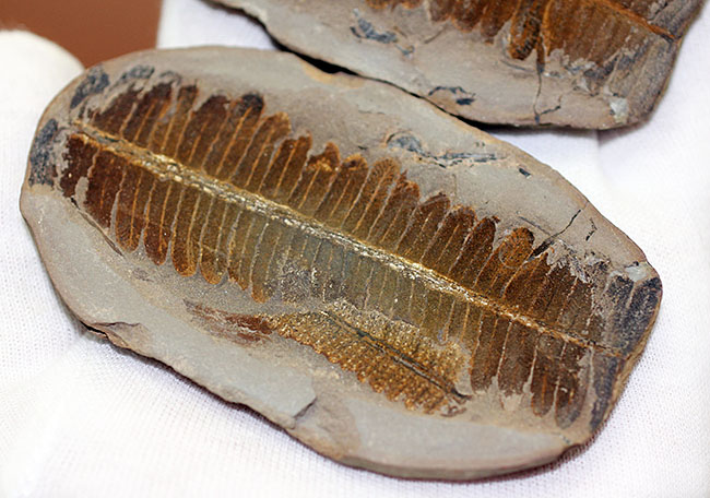 葉の形が見事!石炭紀後期の植物、ペコプテリスのネガポジ化石(Pecopteris miltoni)(その5)