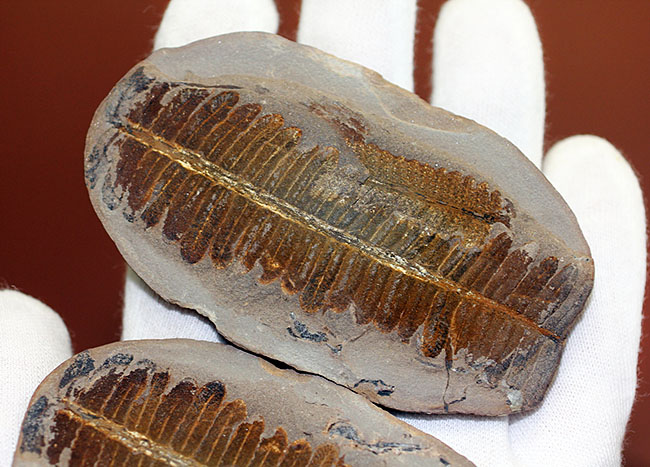 葉の形が見事!石炭紀後期の植物、ペコプテリスのネガポジ化石(Pecopteris miltoni)(その6)