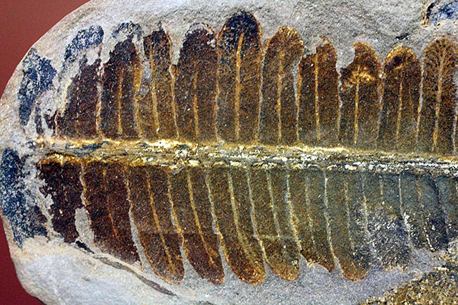 葉の形が見事！石炭紀後期の植物、ペコプテリスのネガポジ化石（Pecopteris miltoni）（その7）