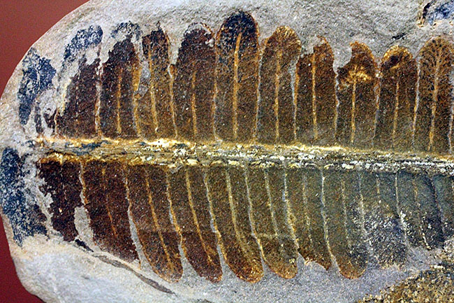 葉の形が見事!石炭紀後期の植物、ペコプテリスのネガポジ化石(Pecopteris miltoni)(その7)