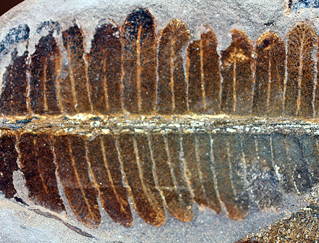 葉の形が見事!石炭紀後期の植物、ペコプテリスのネガポジ化石(Pecopteris miltoni)(その8)