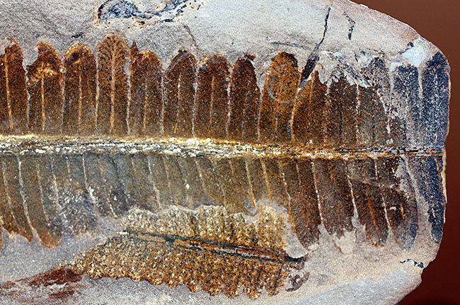 葉の形が見事！石炭紀後期の植物、ペコプテリスのネガポジ化石（Pecopteris miltoni）（その9）