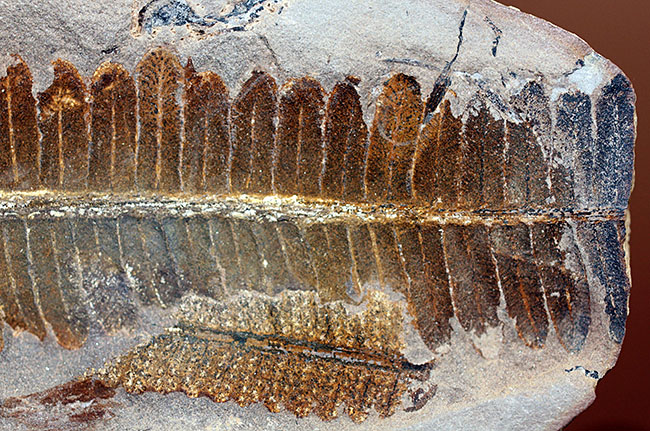 葉の形が見事!石炭紀後期の植物、ペコプテリスのネガポジ化石(Pecopteris miltoni)(その9)