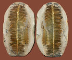 葉の形が見事！石炭紀後期の植物、ペコプテリスのネガポジ化石（Pecopteris miltoni）