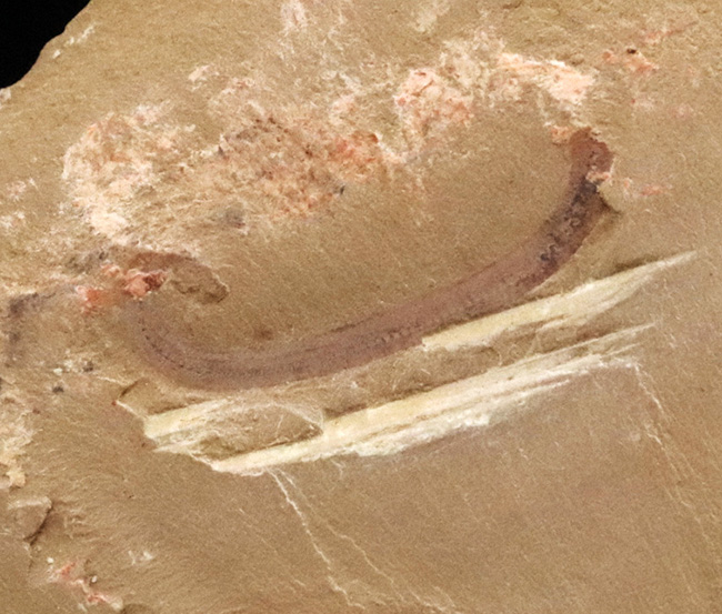 カンブリア紀の不思議な生物、チューブワーム「クリココスミア・インニンゲンシス(Cricocosmia jinningensis)」の化石(その1)
