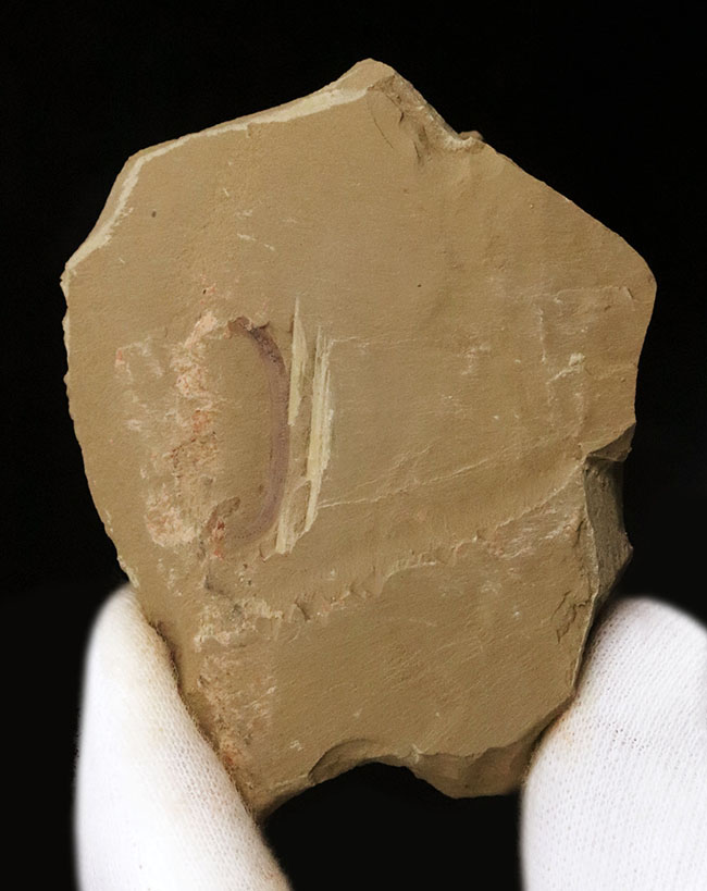 カンブリア紀の不思議な生物、チューブワーム「クリココスミア・インニンゲンシス(Cricocosmia jinningensis)」の化石(その2)