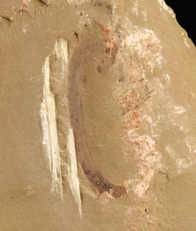 カンブリア紀の不思議な生物、チューブワーム「クリココスミア・インニンゲンシス(Cricocosmia jinningensis)」の化石(その3)