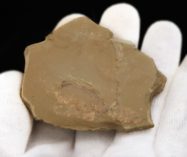 カンブリア紀の不思議な生物、チューブワーム「クリココスミア・イン
