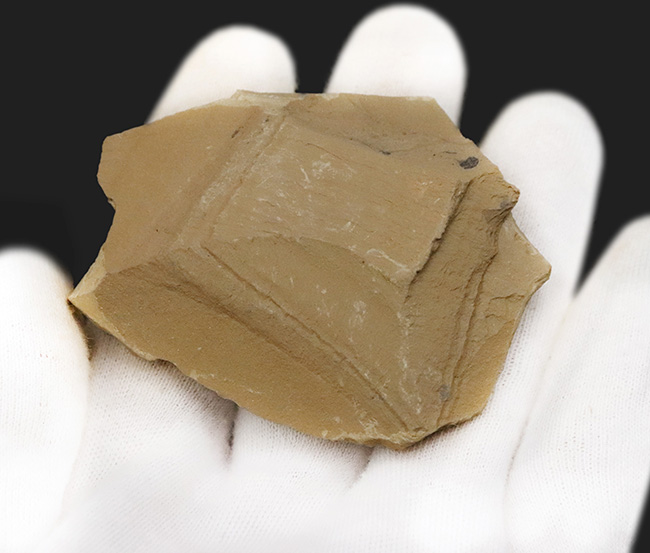 カンブリア紀の不思議な生物、チューブワーム「クリココスミア・インニンゲンシス(Cricocosmia jinningensis)」の化石(その5)