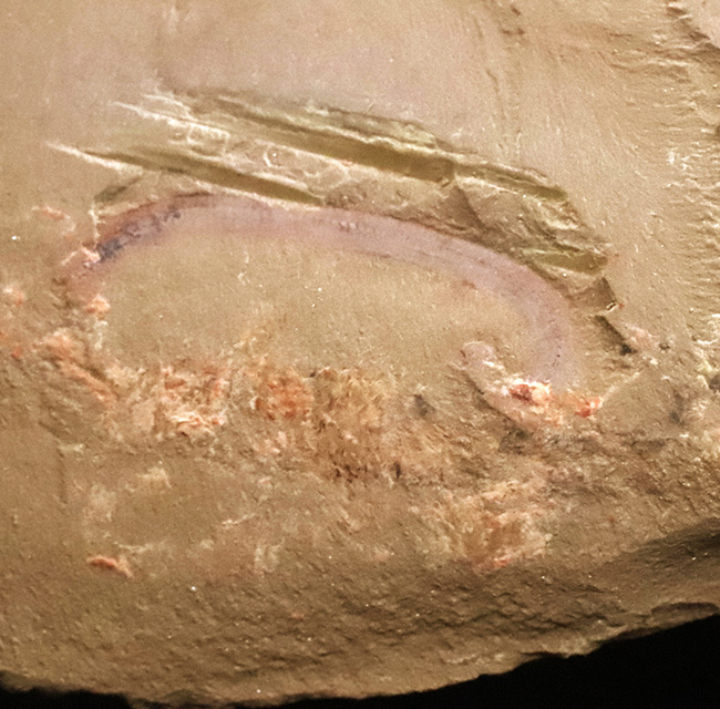 カンブリア紀の不思議な生物、チューブワーム「クリココスミア・インニンゲンシス(Cricocosmia jinningensis)」の化石(その6)