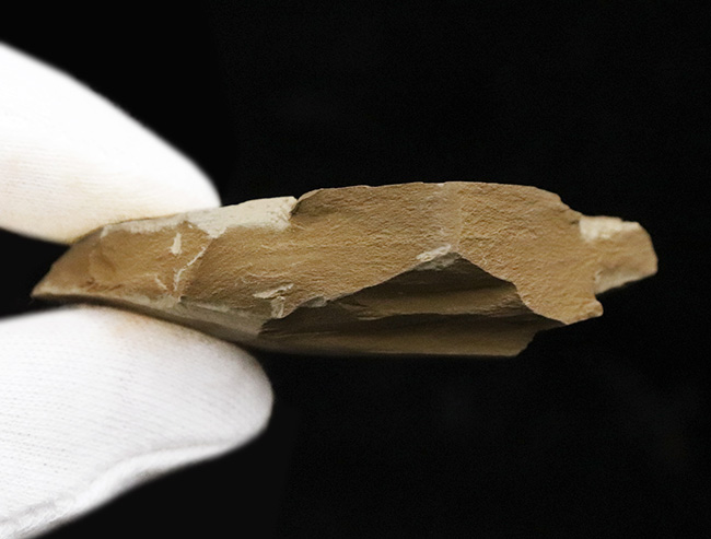 カンブリア紀の不思議な生物、チューブワーム「クリココスミア・インニンゲンシス(Cricocosmia jinningensis)」の化石(その7)
