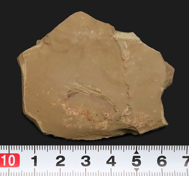 カンブリア紀の不思議な生物、チューブワーム「クリココスミア・インニンゲンシス(Cricocosmia jinningensis)」の化石(その8)