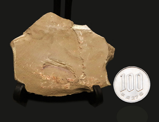 カンブリア紀の不思議な生物、チューブワーム「クリココスミア・イン