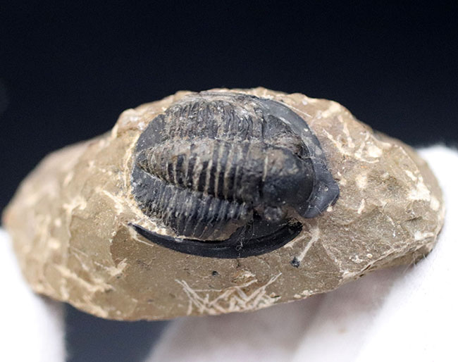 大きな一対の棘とツバが特徴的なデボン紀の三葉虫、コルヌプロエタス(Cornuproetus)の化石(その2)