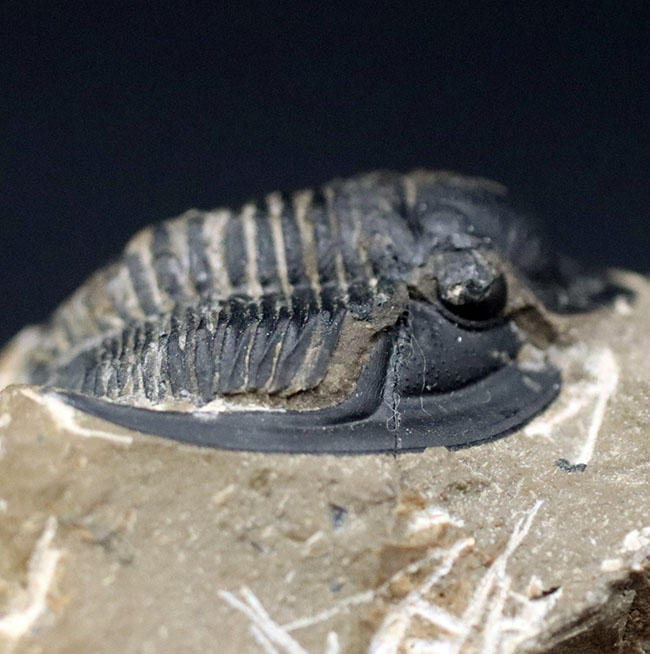 大きな一対の棘とツバが特徴的なデボン紀の三葉虫、コルヌプロエタス(Cornuproetus)の化石(その3)