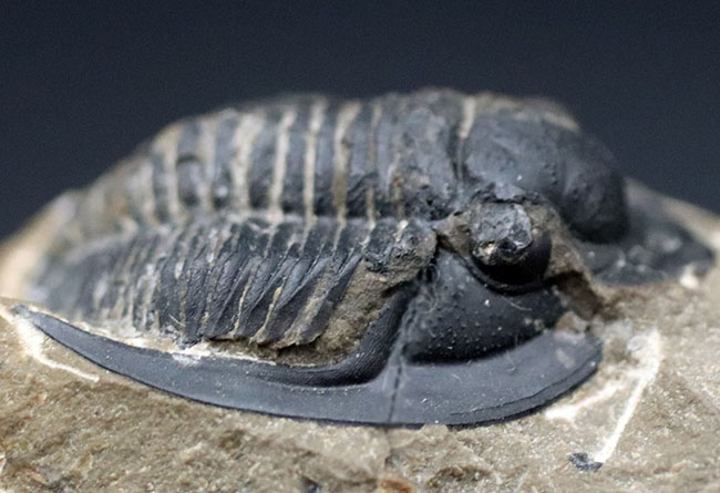 大きな一対の棘とツバが特徴的なデボン紀の三葉虫、コルヌプロエタス（Cornuproetus）の化石（その4）