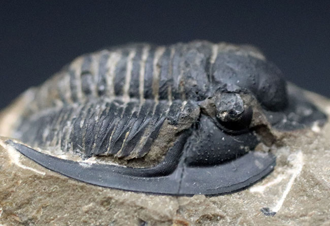 大きな一対の棘とツバが特徴的なデボン紀の三葉虫、コルヌプロエタス(Cornuproetus)の化石(その4)
