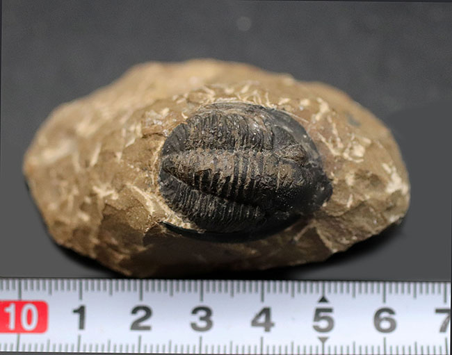 大きな一対の棘とツバが特徴的なデボン紀の三葉虫、コルヌプロエタス(Cornuproetus)の化石(その5)
