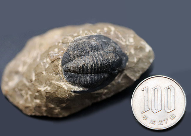 大きな一対の棘とツバが特徴的なデボン紀の三葉虫、コルヌプロエタス(Cornuproetus)の化石(その6)