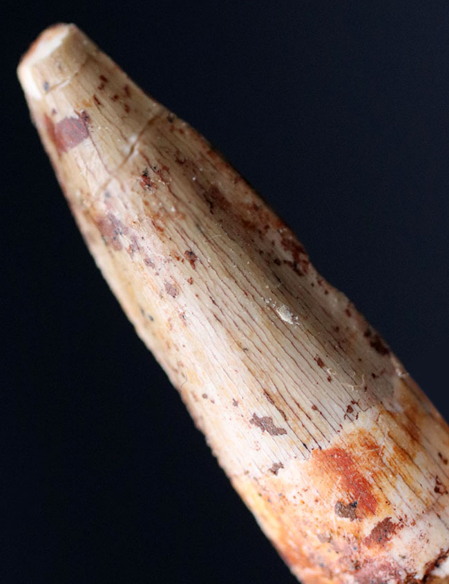 ファースコレクションにいかがでしょうか?肉食恐竜、スピノサウルス(Spinosaurus aegyptiacus)の歯化石(その1)