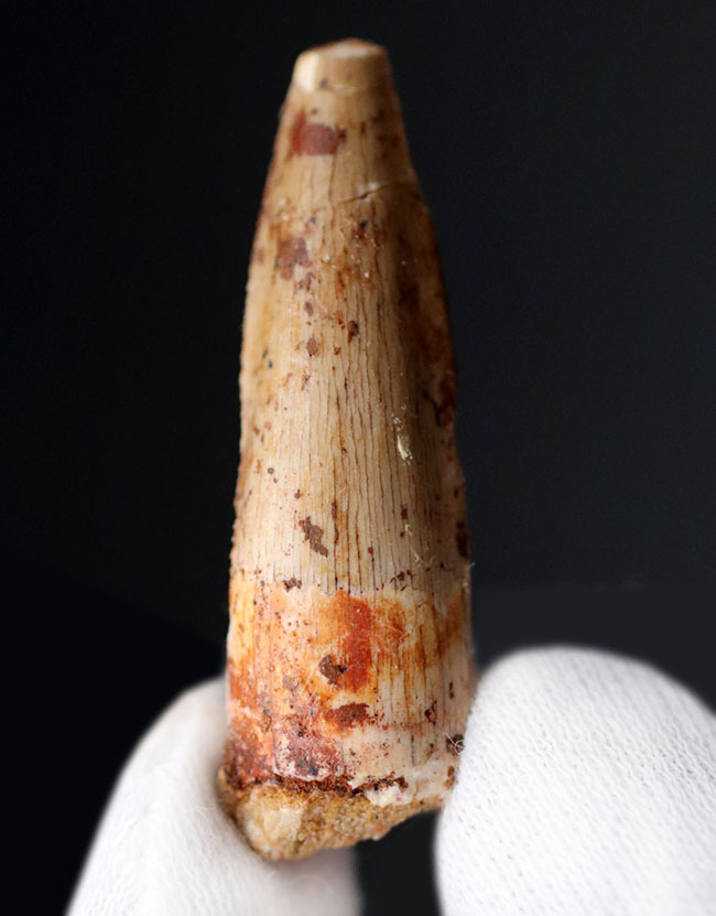 ファースコレクションにいかがでしょうか?肉食恐竜、スピノサウルス(Spinosaurus aegyptiacus)の歯化石(その2)