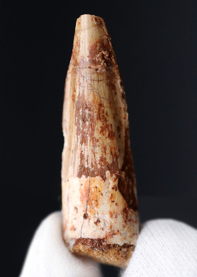 ファースコレクションにいかがでしょうか?肉食恐竜、スピノサウルス(Spinosaurus aegyptiacus)の歯化石(その3)