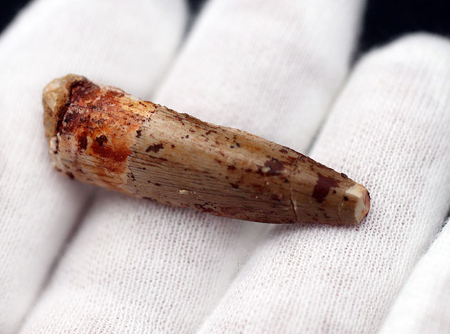 ファースコレクションにいかがでしょうか?肉食恐竜、スピノサウルス(Spinosaurus aegyptiacus)の歯化石(その4)