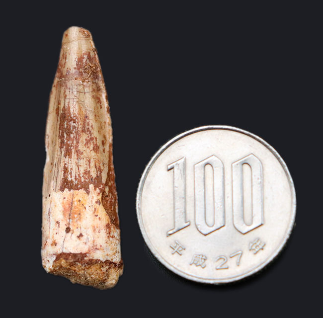 ファースコレクションにいかがでしょうか?肉食恐竜、スピノサウルス(Spinosaurus aegyptiacus)の歯化石(その6)