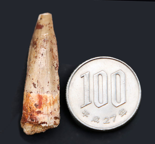 ファースコレクションにいかがでしょうか?肉食恐竜、スピノサウルス(Spinosaurus aegyptiacus)の歯化石(その7)
