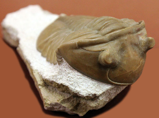 舐めるように保存状態をご覧いただきたい。グレードコンディション!アサフス・レピドゥルス(Asaphus lepidurus)(その10)