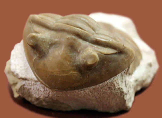 舐めるように保存状態をご覧いただきたい。グレードコンディション!アサフス・レピドゥルス(Asaphus lepidurus)(その11)