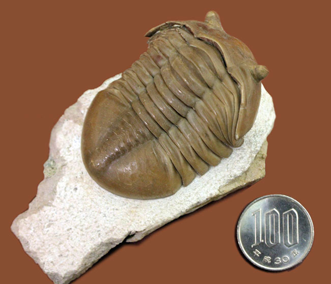 舐めるように保存状態をご覧いただきたい。グレードコンディション!アサフス・レピドゥルス(Asaphus lepidurus)(その12)