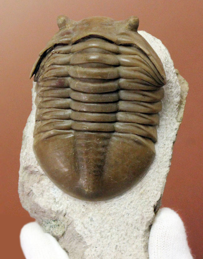 舐めるように保存状態をご覧いただきたい。グレードコンディション!アサフス・レピドゥルス(Asaphus lepidurus)(その2)