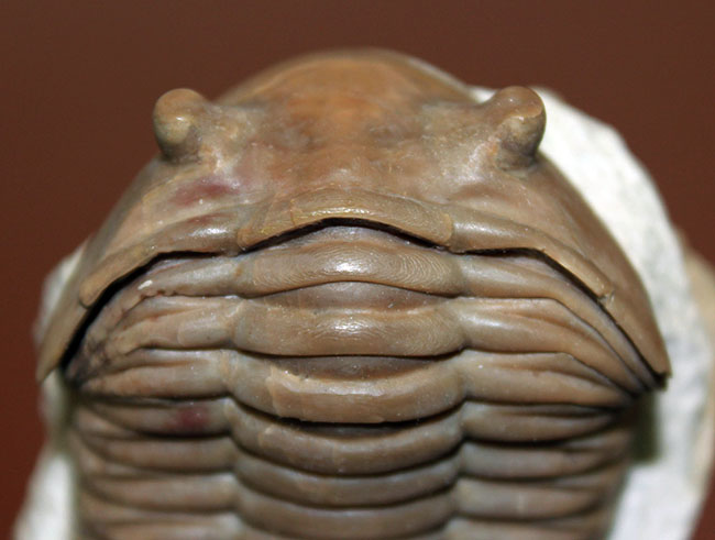 舐めるように保存状態をご覧いただきたい。グレードコンディション!アサフス・レピドゥルス(Asaphus lepidurus)(その3)