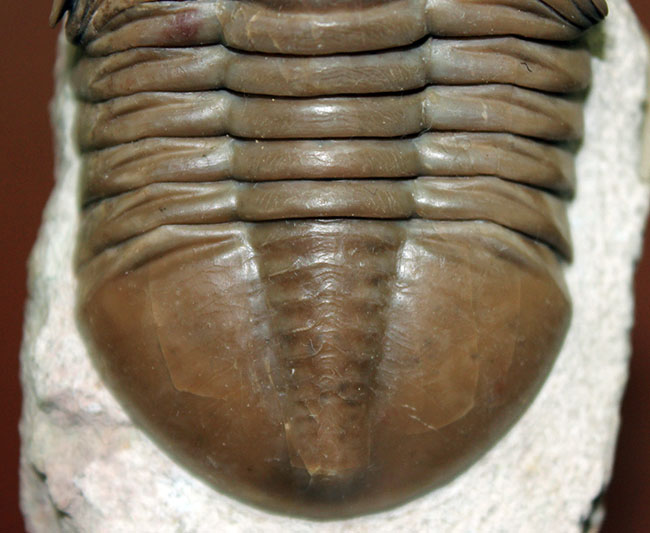 舐めるように保存状態をご覧いただきたい。グレードコンディション!アサフス・レピドゥルス(Asaphus lepidurus)(その4)