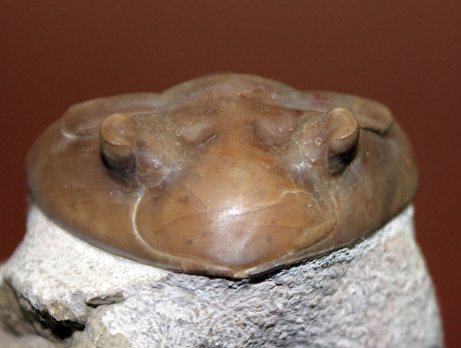 舐めるように保存状態をご覧いただきたい。グレードコンディション!アサフス・レピドゥルス(Asaphus lepidurus)(その5)