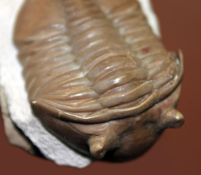 舐めるように保存状態をご覧いただきたい。グレードコンディション!アサフス・レピドゥルス(Asaphus lepidurus)(その6)