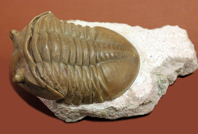 舐めるように保存状態をご覧いただきたい。グレードコンディション!アサフス・レピドゥルス(Asaphus lepidurus)(その7)