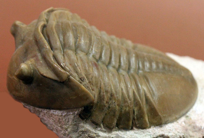 舐めるように保存状態をご覧いただきたい。グレードコンディション!アサフス・レピドゥルス(Asaphus lepidurus)(その8)