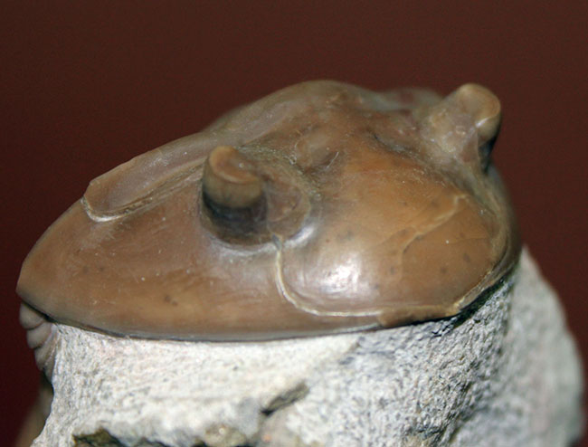 舐めるように保存状態をご覧いただきたい。グレードコンディション!アサフス・レピドゥルス(Asaphus lepidurus)(その9)