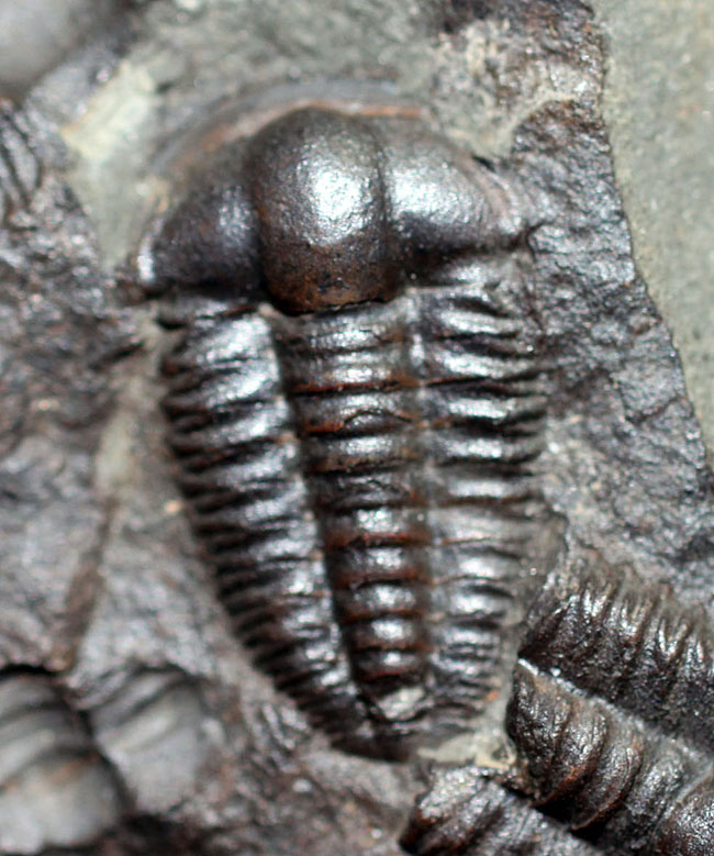 ５億年以上前の海中に生息していた極めて古い三葉虫、エリプソセファルス・ホッフィー（Ellipsocephalus hoffi）の群集化石。希少です。（その1）