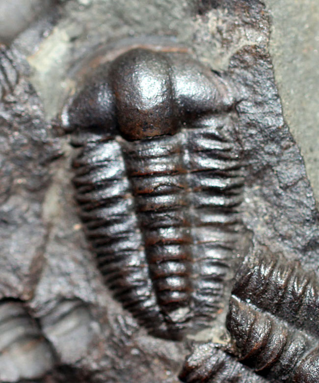 5億年以上前の海中に生息していた極めて古い三葉虫、エリプソセファルス・ホッフィー(Ellipsocephalus hoffi)の群集化石。希少です。(その1)