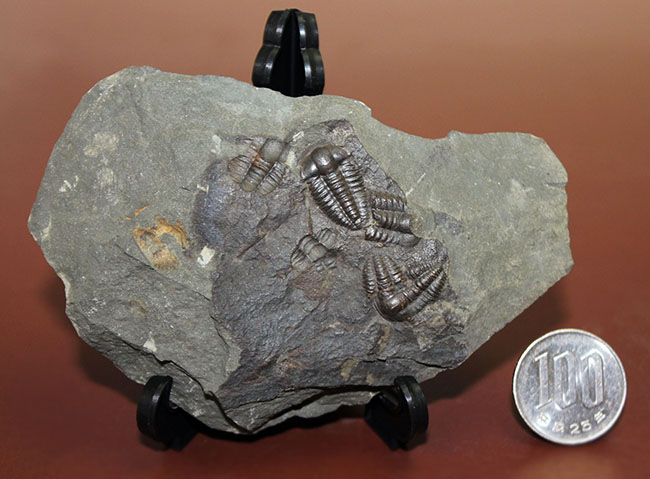 ５億年以上前の海中に生息していた極めて古い三葉虫、エリプソセファルス・ホッフィー（Ellipsocephalus hoffi）の群集化石。希少です。（その10）