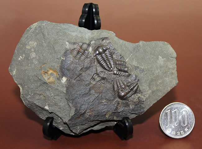 5億年以上前の海中に生息していた極めて古い三葉虫、エリプソセファルス・ホッフィー(Ellipsocephalus hoffi)の群集化石。希少です。(その10)
